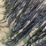 新海带出来了，无沙挂菜，自家养殖户