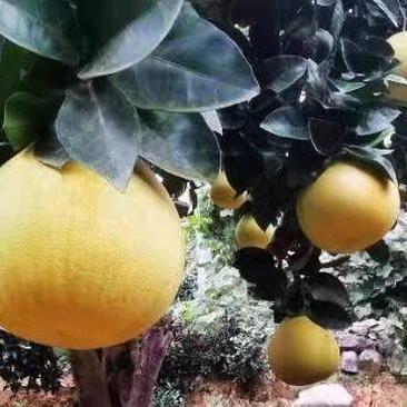 【精品】柚子白柚大量供应保质保量对接全国客商可视频验货