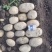 精品河南沃土5号大量上市供应电商团购超市可视频看货