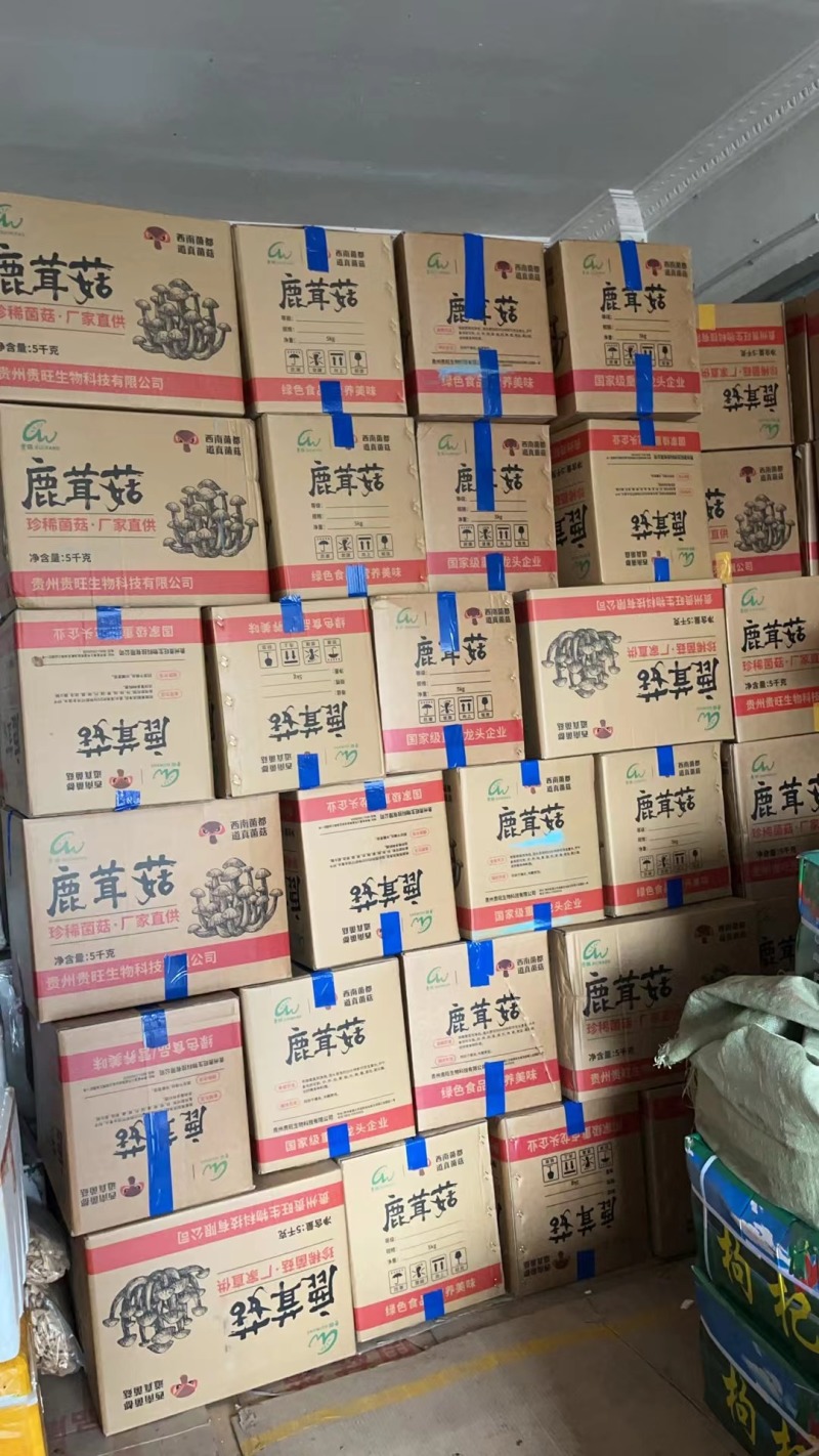 高品质鹿茸菇，无杂质无碎渣一件净重10斤