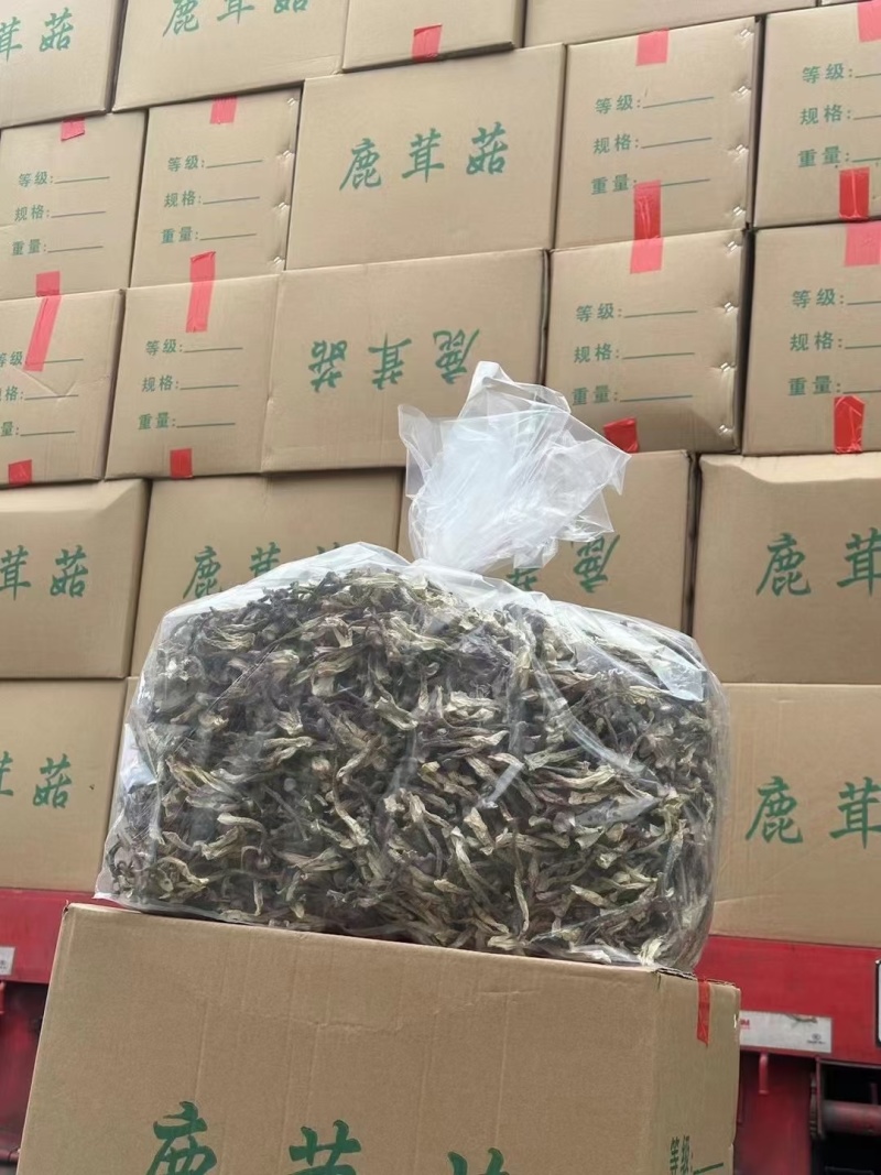 高品质鹿茸菇，无杂质无碎渣一件净重10斤