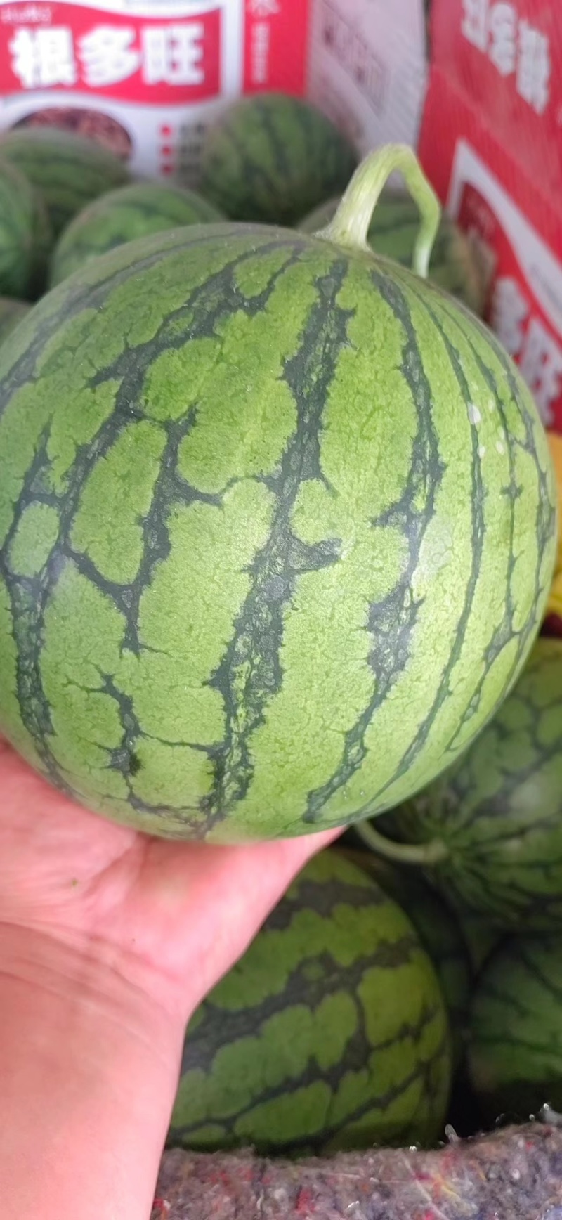 【推荐】江苏精品特小凤西瓜，产地一手货源，可视频看货选货