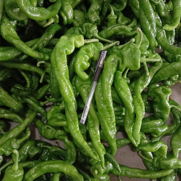 陇椒