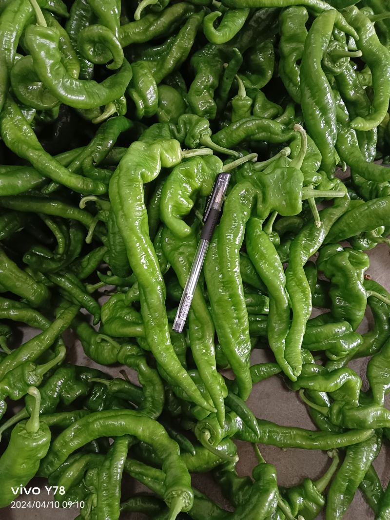陇椒