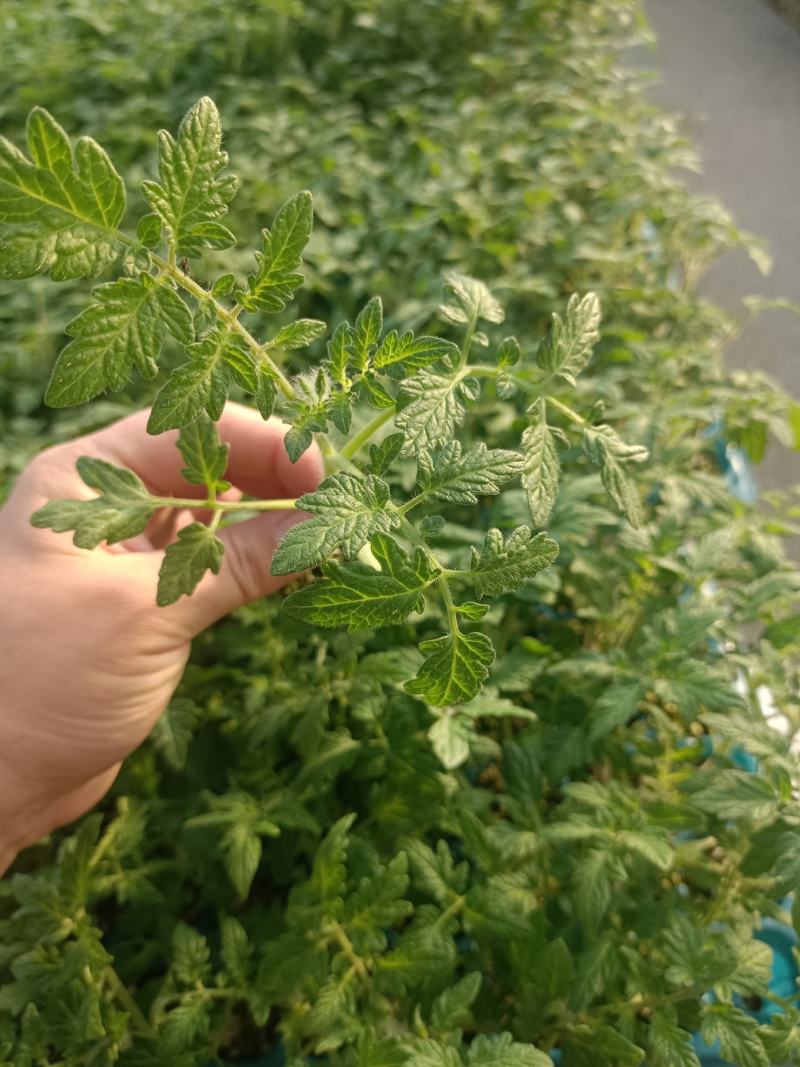 山东潍坊寿光抗青枯死棵嫁接大红西红柿苗专用托鲁巴姆砧木