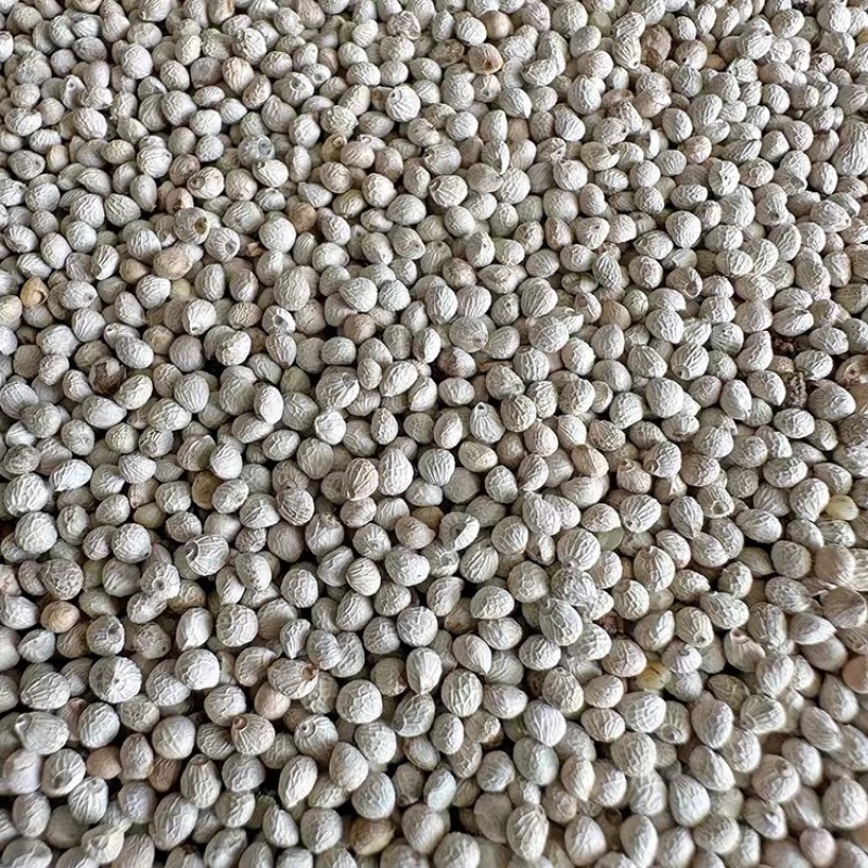 新白苏子籽鸟食鸟粮大颗粒软壳苏籽鹦鹉玉鸟芙蓉鸟金丝雀黄鸟