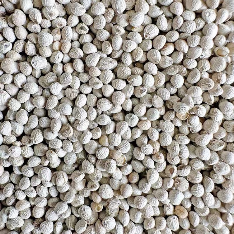 新白苏子籽鸟食鸟粮大颗粒软壳苏籽鹦鹉玉鸟芙蓉鸟金丝雀黄鸟