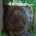 【毛肚大叶片】黄牛大叶片，品质保证，全国甩货