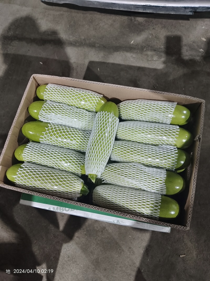 沈阳西葫芦角瓜产地直发货源充足保质保量电话咨询