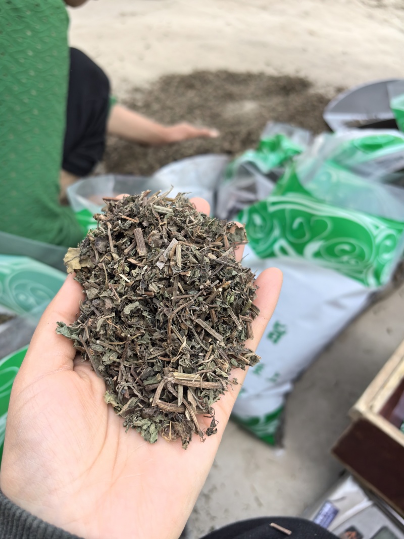 绞股蓝新货物美价廉实图拍摄今年新货