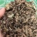 绞股蓝新货物美价廉实图拍摄今年新货