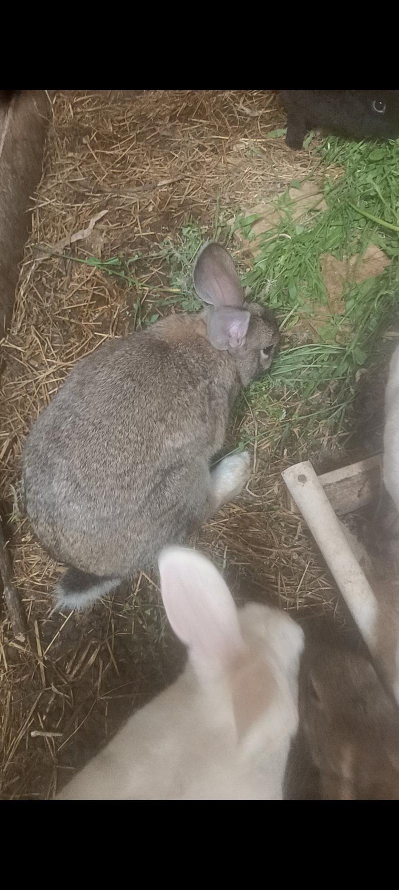 獭兔肉兔散养兔种兔幼兔