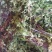 猪鬃草，铁线蕨，铁丝草，猪毛草，纯正野生