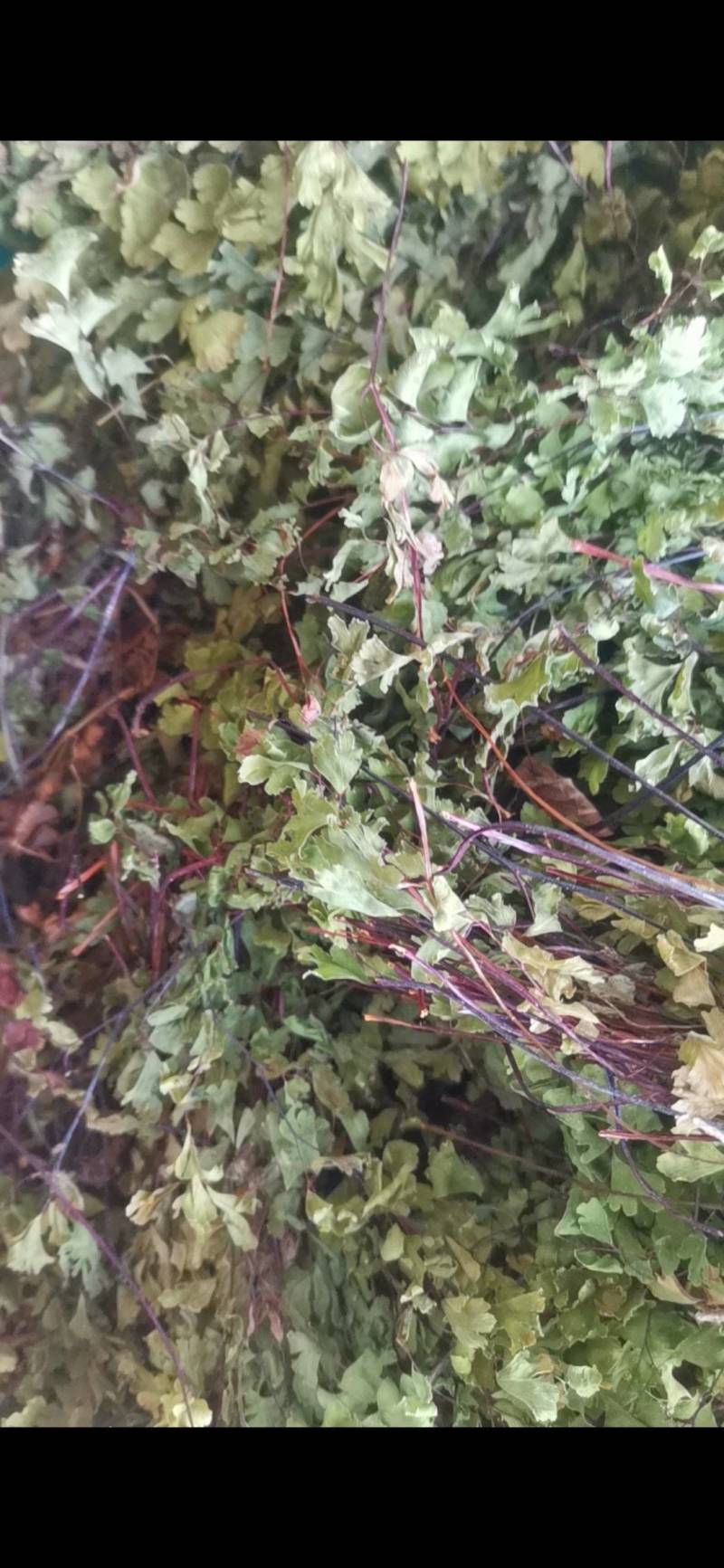 猪鬃草，铁线蕨，铁丝草，猪毛草，纯正野生