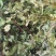 猪鬃草，铁线蕨，铁丝草，猪毛草，纯正野生