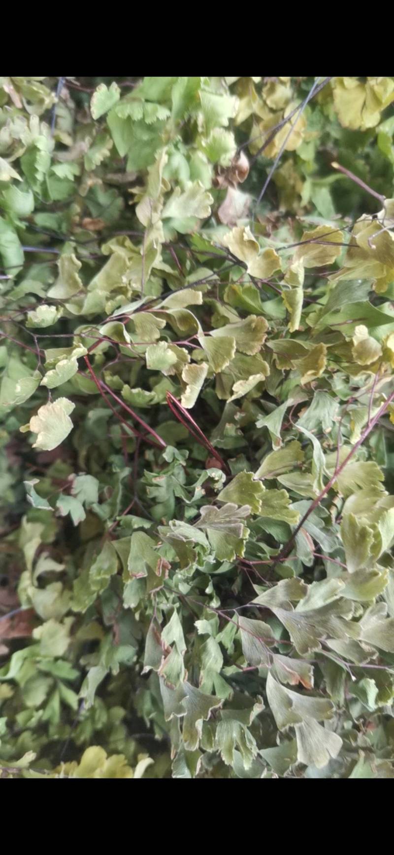 猪鬃草，铁线蕨，铁丝草，猪毛草，纯正野生
