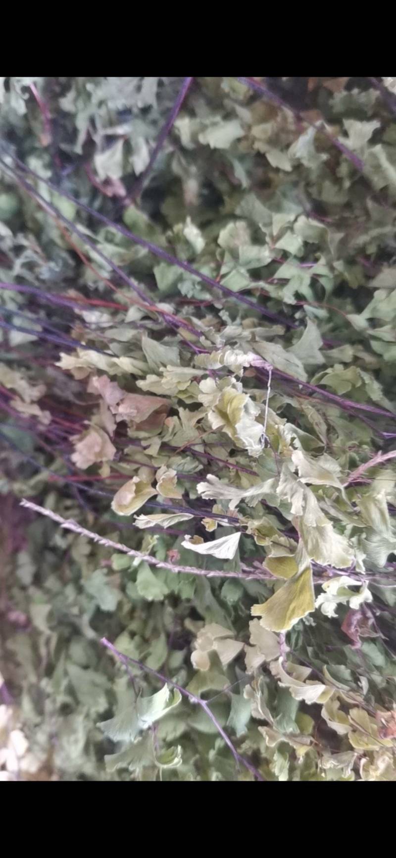猪鬃草，铁线蕨，铁丝草，猪毛草，纯正野生