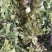 猪鬃草，铁线蕨，铁丝草，猪毛草，纯正野生