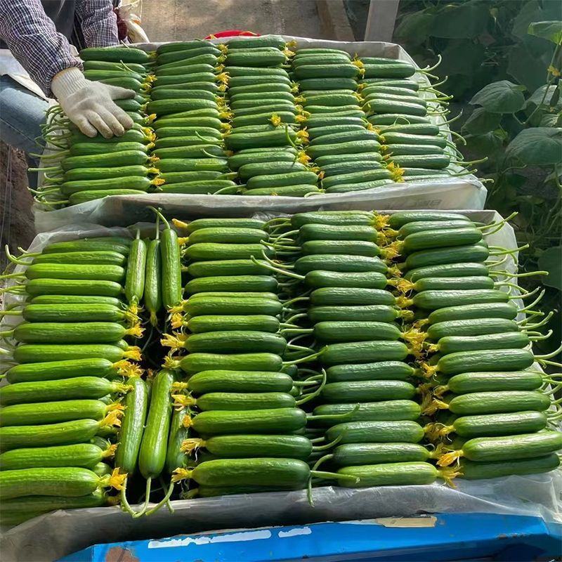 【推荐】小黄瓜水果黄瓜；蔬菜基地供货电商商超；诚信经营
