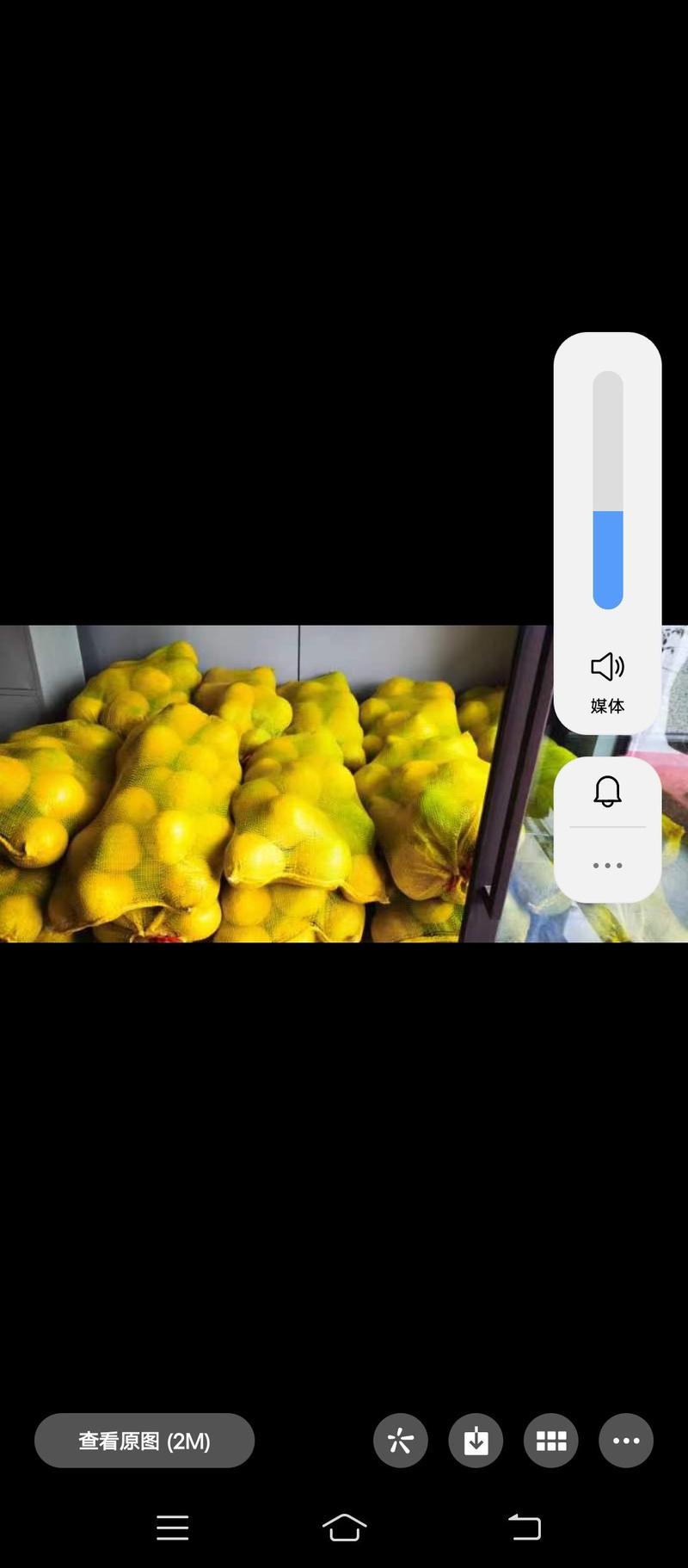 【精品】柚子白柚大量供应保质保量对接全国客商可视频验货