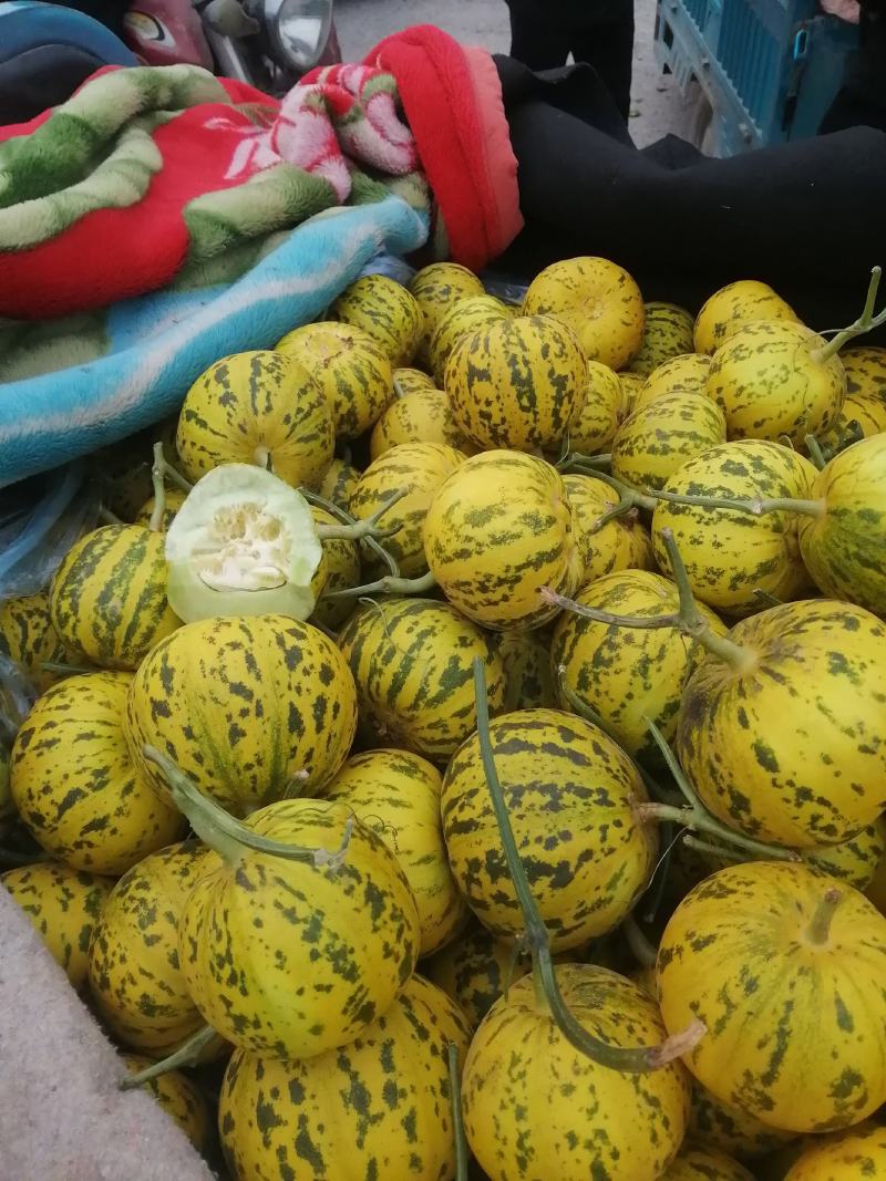 精品山东莘县花蕾甜瓜暖棚头茬吊瓜自然八里飘香软糯香甜