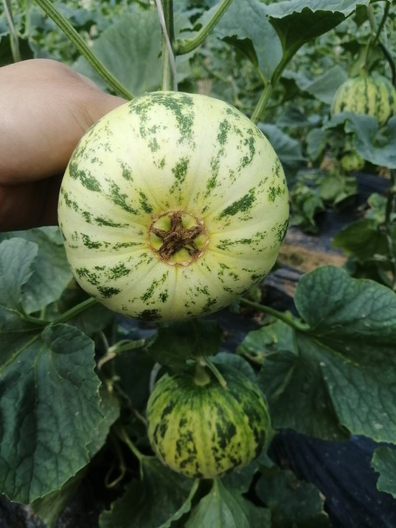 精品山东莘县花蕾甜瓜暖棚头茬吊瓜自然八里飘香软糯香甜