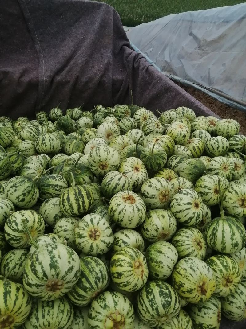 精品山东莘县花蕾甜瓜暖棚头茬吊瓜自然八里飘香软糯香甜