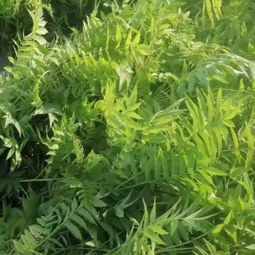 珍珠梅