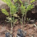 珍珠梅