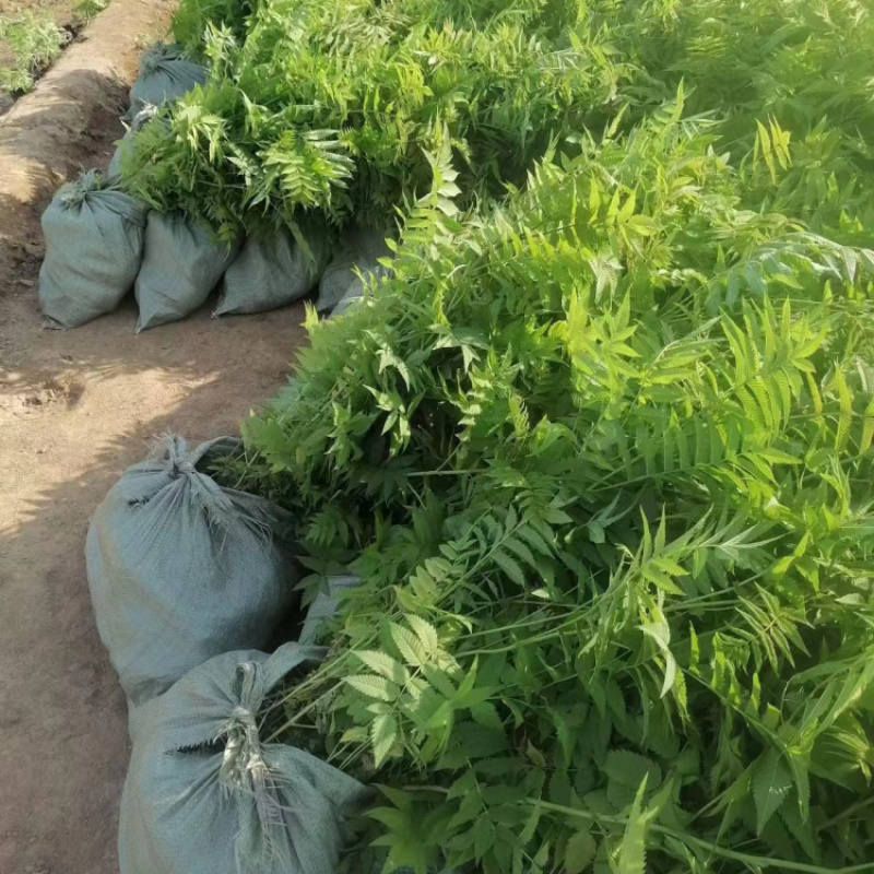 珍珠梅