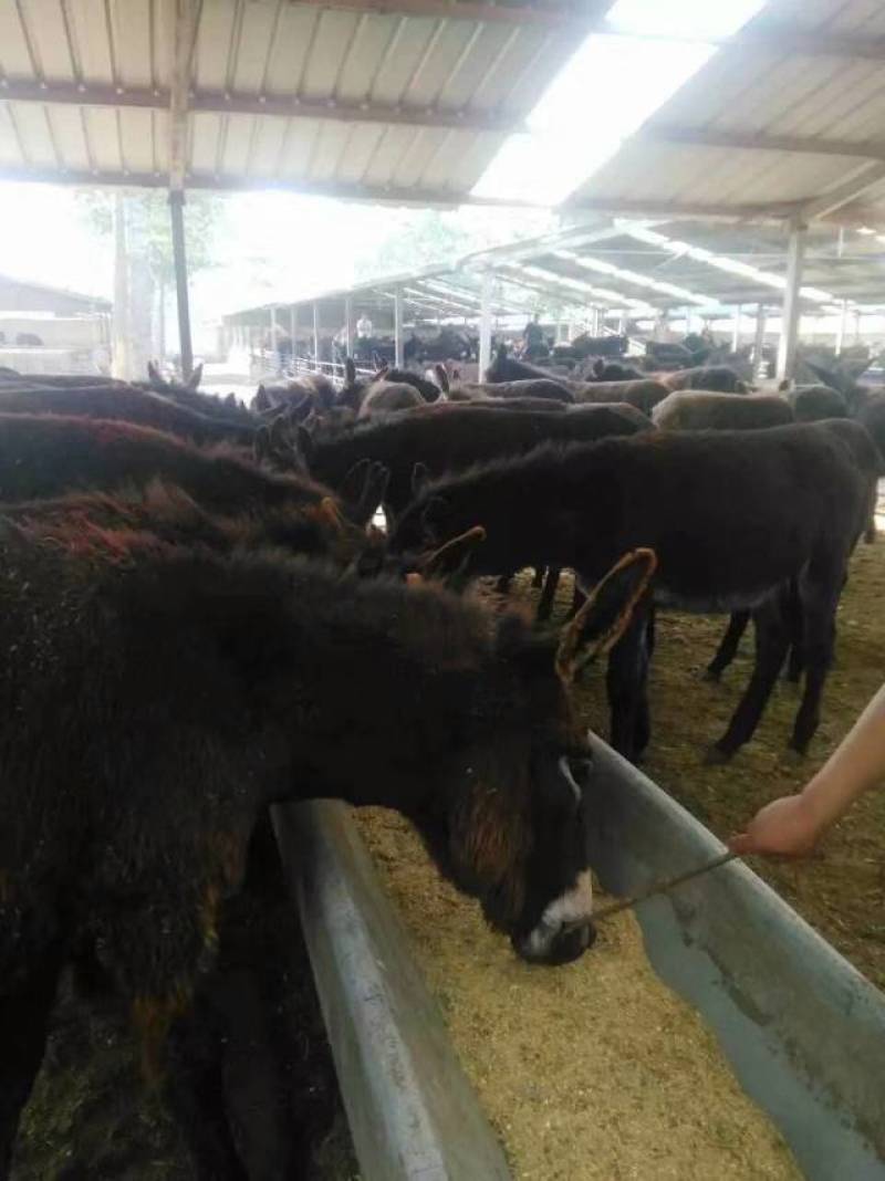 德州驴，杂交驴肉驴苗体型大长势快适应能力强包成活包运输