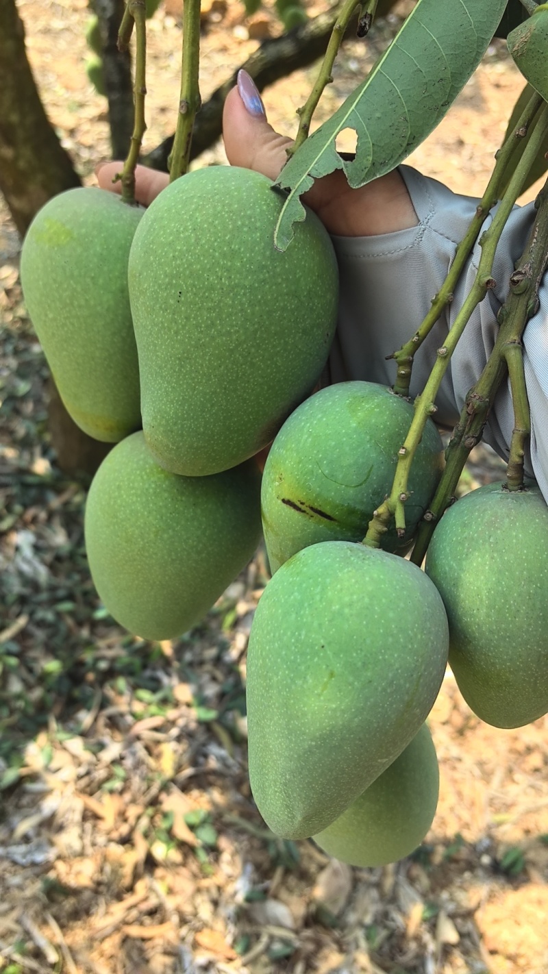 海南芒果种植基地，品种齐全，代发全国大小市场，电商商超。