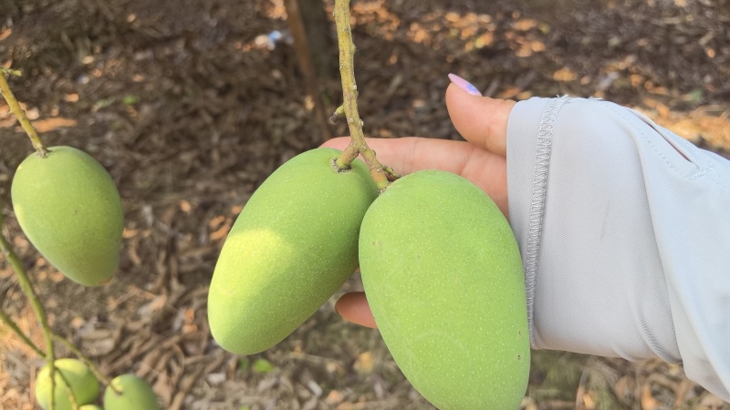 海南芒果种植基地，品种齐全，代发全国大小市场，电商商超。