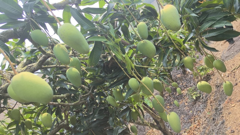 海南芒果种植基地，品种齐全，代发全国大小市场，电商商超。