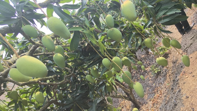 海南芒果种植基地，品种齐全，代发全国大小市场，电商商超。