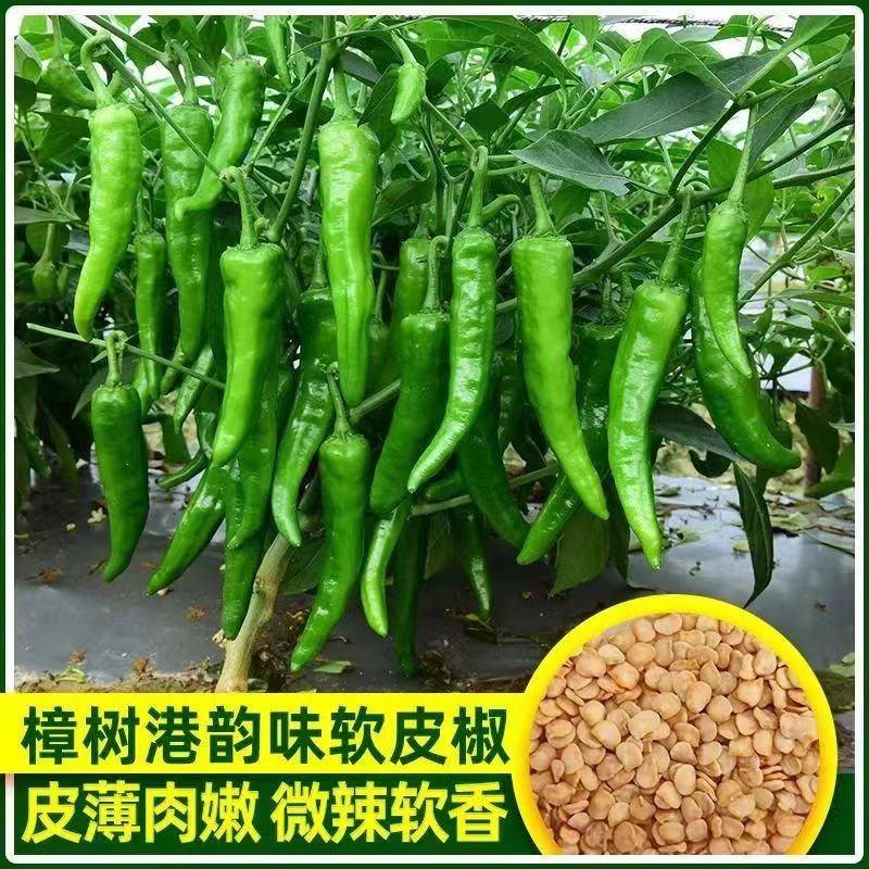 樟树港辣椒种子，早熟，脆嫩香辣，抗性好，耐低温能力强
