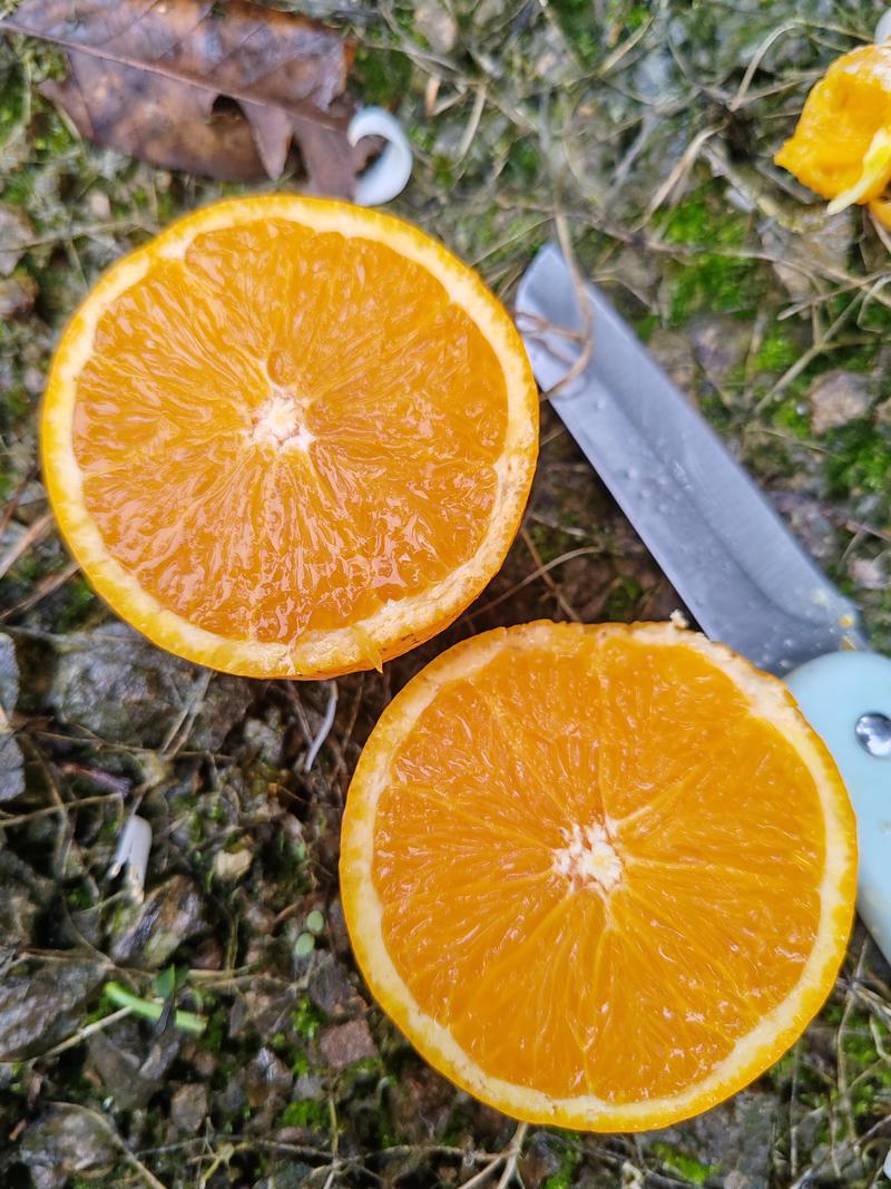 【精品】橙子伦晚脐橙帝王橙糖度高水分足现采现摘