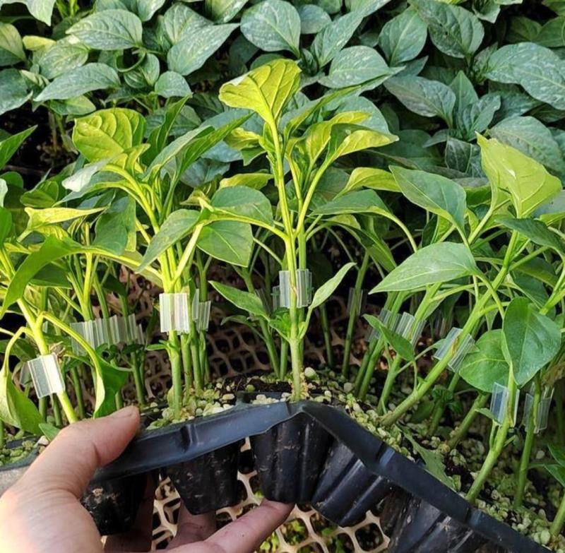 山东椒朵红杂交辣椒苗果大高产抗病分枝多茎杆粗壮