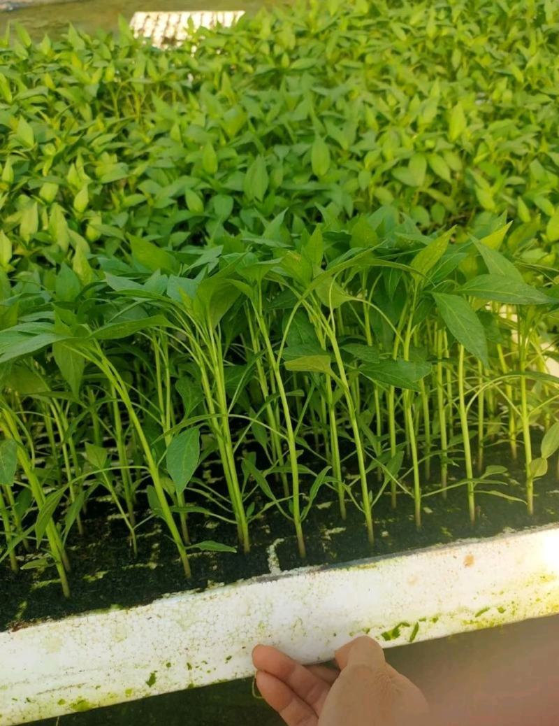 山东椒朵红杂交辣椒苗果大高产抗病分枝多茎杆粗壮