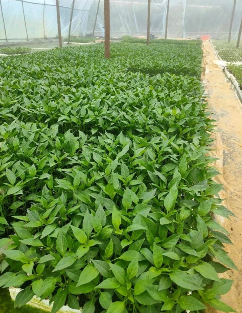 山东椒朵红杂交辣椒苗果大高产抗病分枝多茎杆粗壮