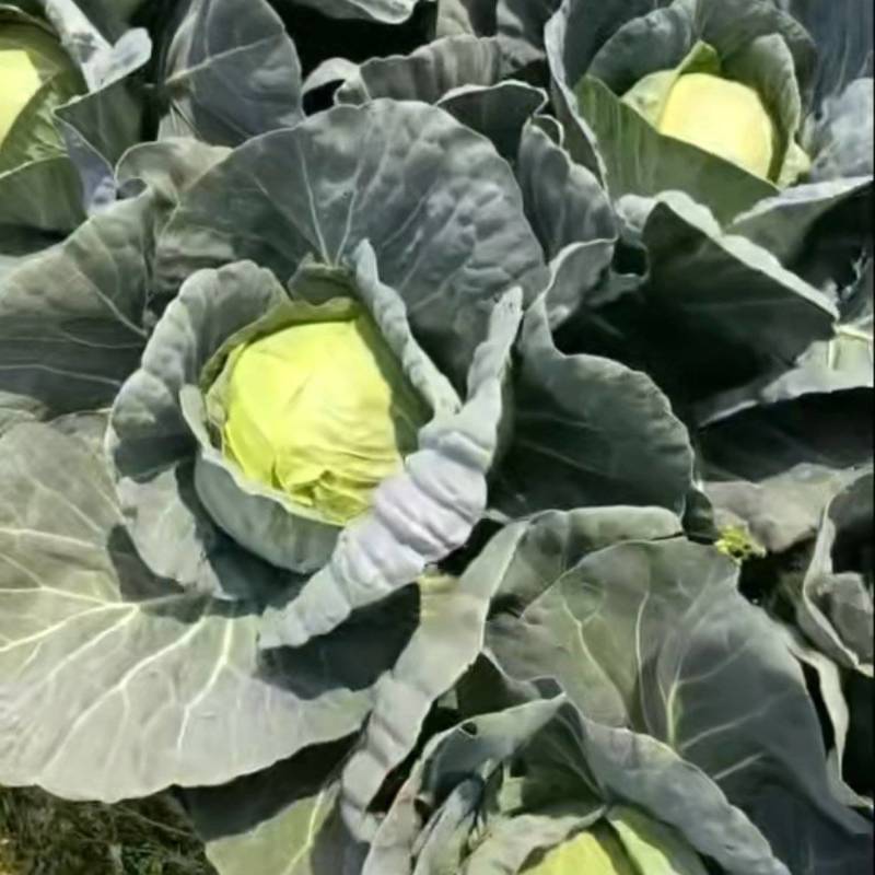 还有货需要的老板抓紧时间，拉去发财