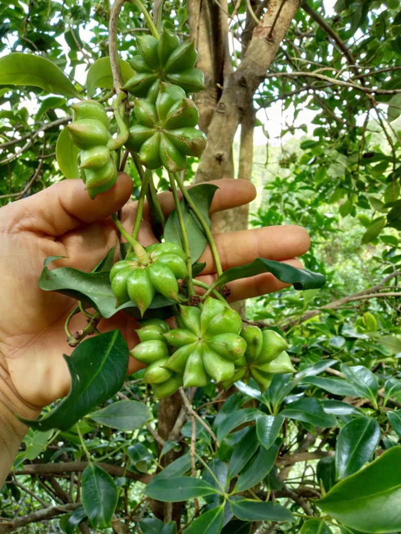 广西优质八角产区，高山老树农户春八角