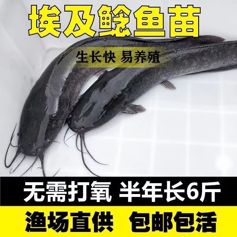 埃及鱼苗革子胡鲶鱼耐活塘鲺大型淡水养殖食用好养耐活八须鲶