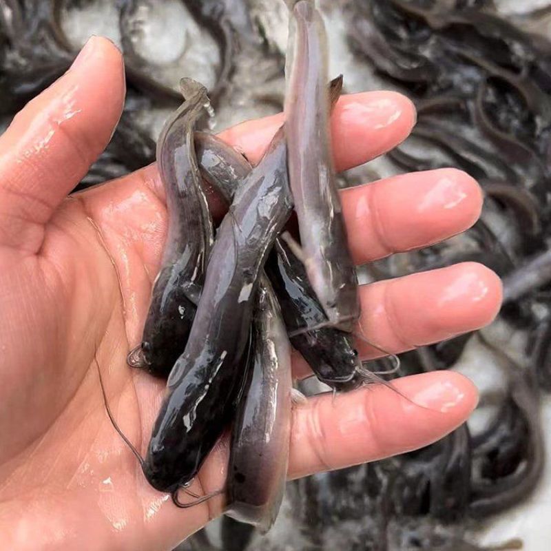 埃及鱼苗革子胡鲶鱼耐活塘鲺大型淡水养殖食用好养耐活八须鲶
