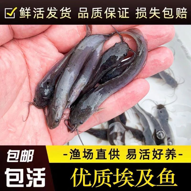 埃及鱼苗革子胡鲶鱼耐活塘鲺大型淡水养殖食用好养耐活八须鲶
