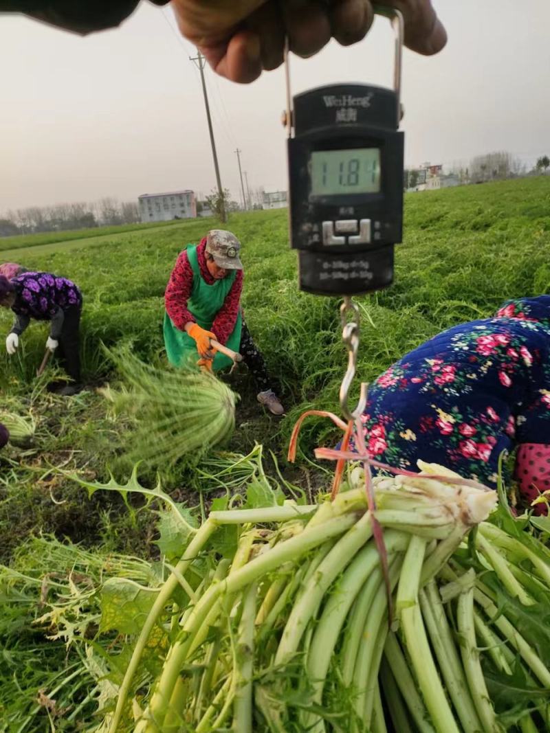 安徽界首市大量供应梅干菜无添加自产自销，量大从优价格可议