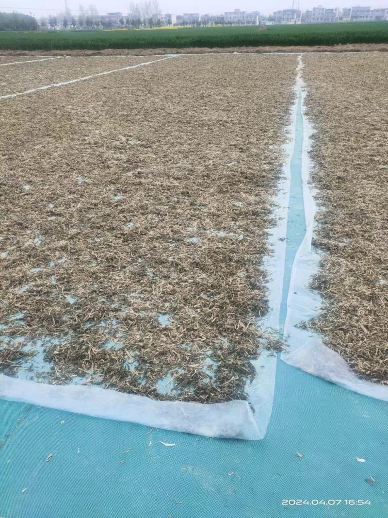 安徽界首市大量供应梅干菜无添加自产自销，量大从优价格可议