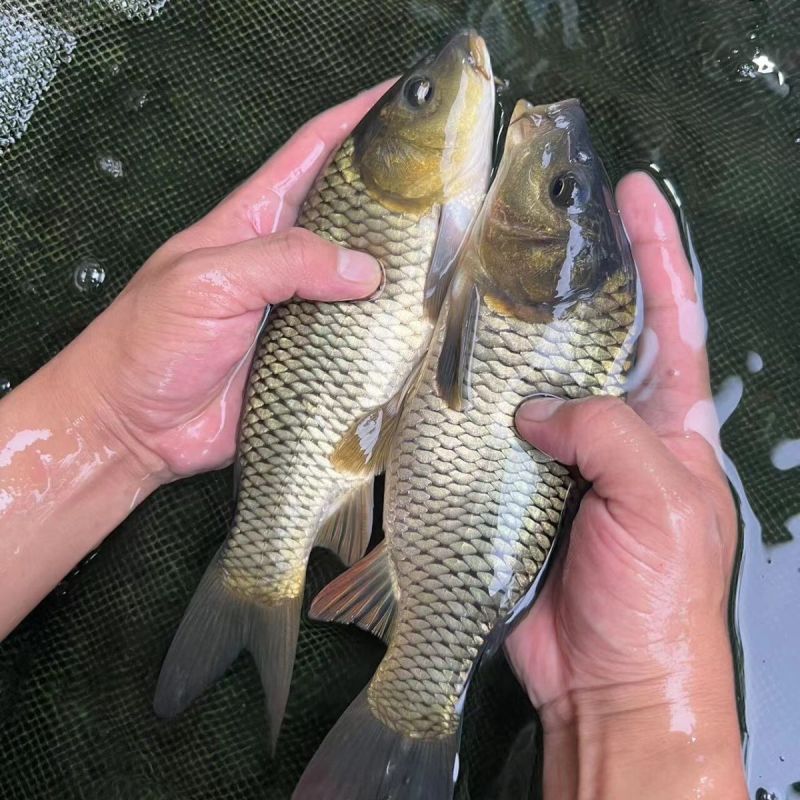 鲤鱼裸鲤鱼苗批发淡水鱼锦鲤红无甲鲤鱼鲜活稻田养不死耐活