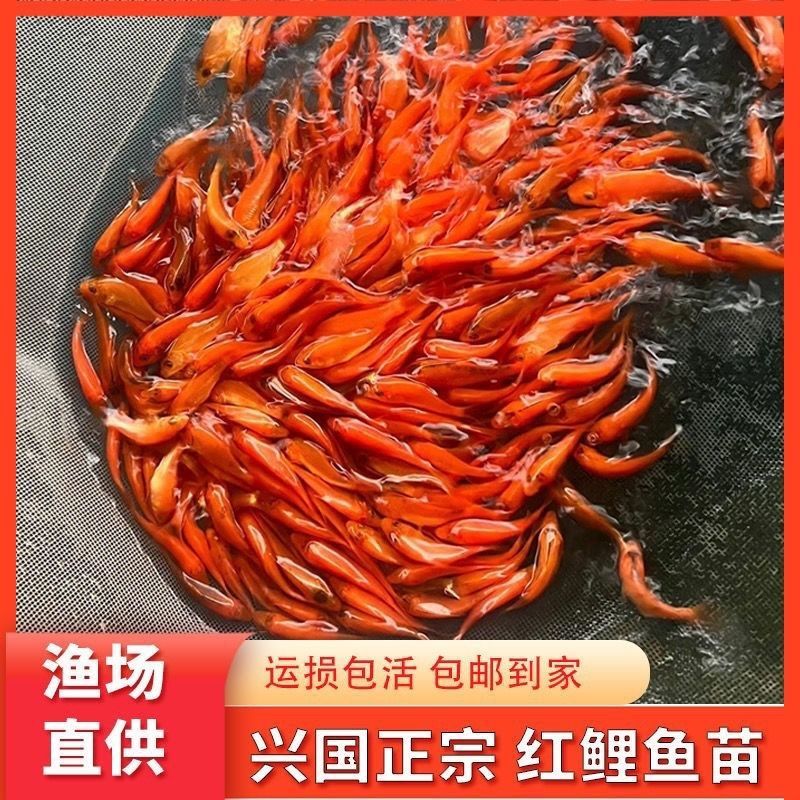 鲤鱼裸鲤鱼苗批发淡水鱼锦鲤红无甲鲤鱼鲜活稻田养不死耐活