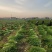 【精品】梅干菜大量供应保质保量对接厂家，梅菜扣肉量大从优